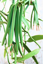 Carica l'immagine nel visualizzatore di Gallery, Image 03: Tiki Monoi Oils Monoi Tiki Vanille 60Ml
